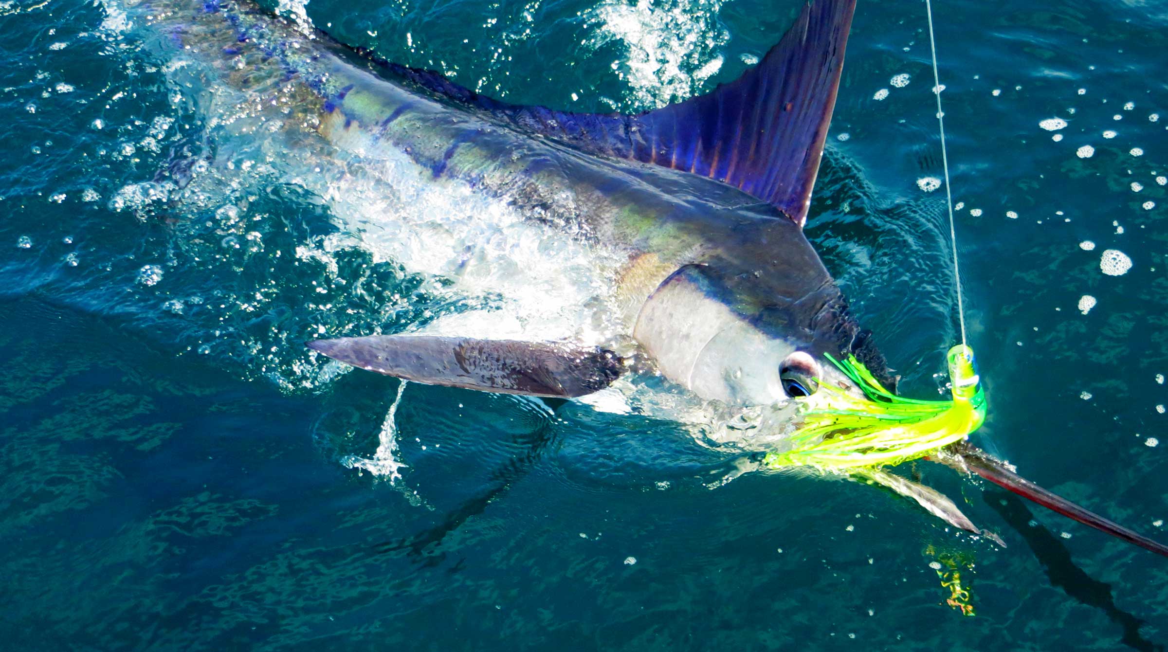 Jaco Beach Fishing Charters Los Suenos Fishing Costa Rica