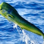 Costa Rica Fishing Experts Costa Rica Fishing Experts