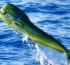 Costa Rica Fishing Experts