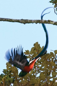 costa-rica-birdwatching_quetzal