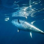 Costa Rica Fishing Kings